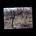 Baboons