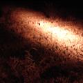 DSC01838.JPG