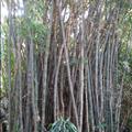 DSC02108.JPG