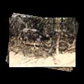 0813 Cheetah Farm
