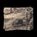 Brown Hyena