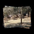 Ostrich