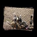Wild dog